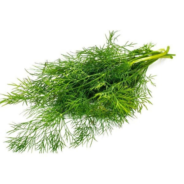 Fresh Dill